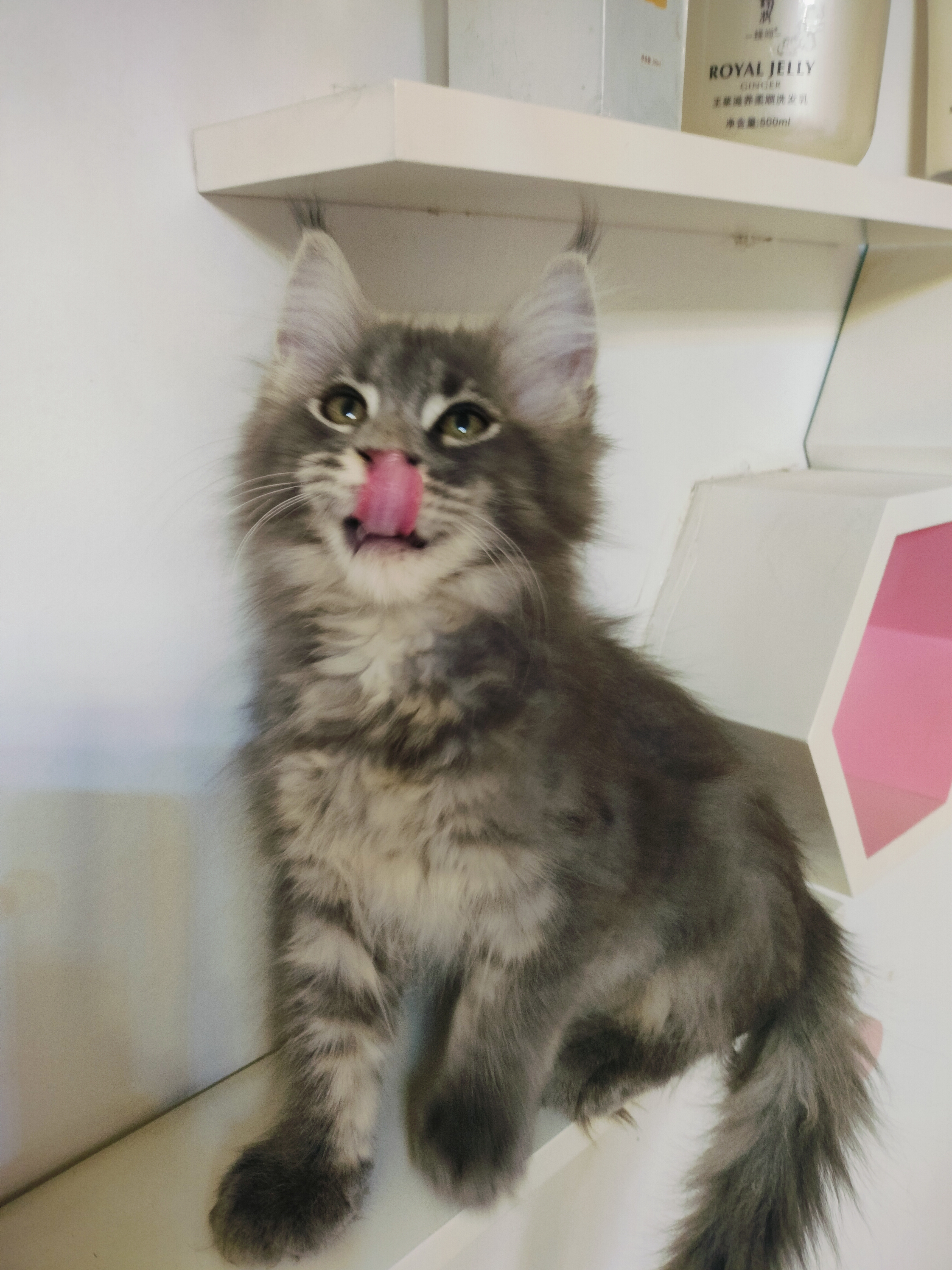 缅因猫